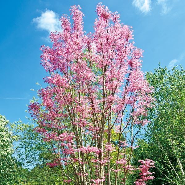 チャンチン 苗 苗木 フラミンゴ 1株 / 香椿 チャンチンの苗木 チャンチン苗木 庭木 植木 花木苗 : 2022-10p4-0000 : 花と緑  国華園 - 通販 - Yahoo!ショッピング