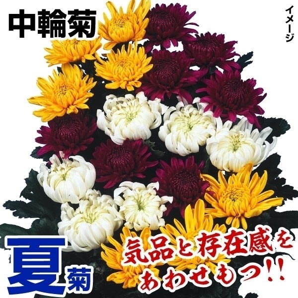菊苗 夏菊中輪セット 18株（花色見計らい・名称なし) : 花と緑 国華園
