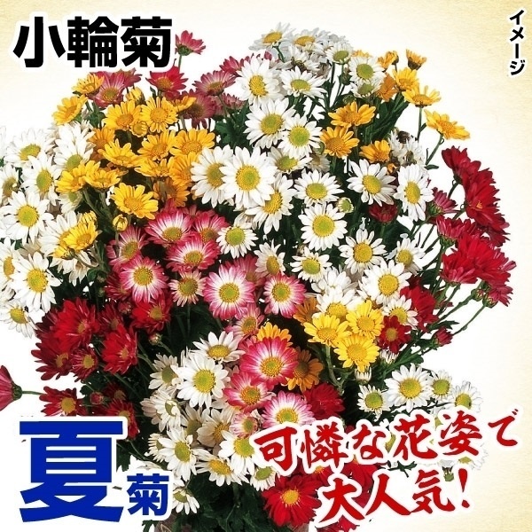 菊苗 夏菊小輪セット 18株（花色見計らい・名称なし)の説明 - 通販