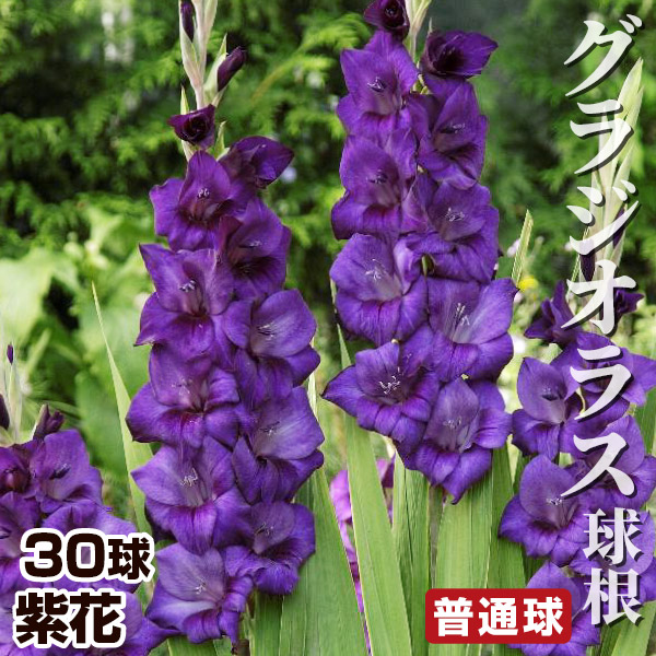 全てのアイテム グラジオラス 球根 普通球 紫花 10球 春植え球根 植物