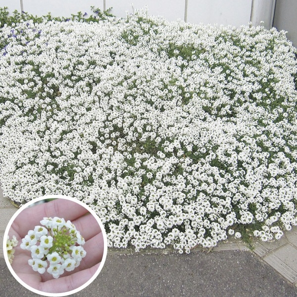 菊苗 小菊 江戸菊 江戸黄八丈 1株 : 花と緑 国華園 - 通販 - Yahoo