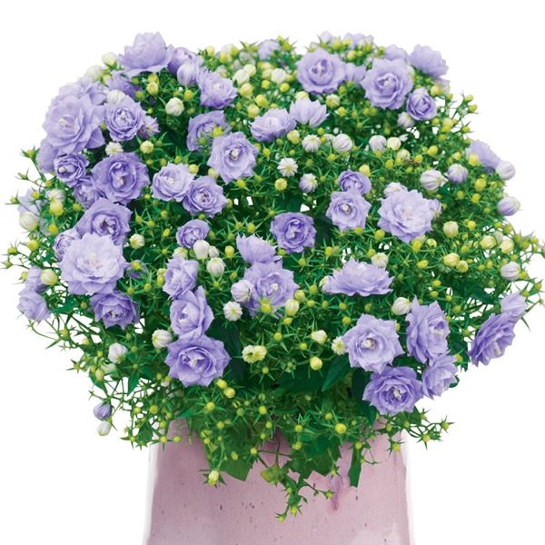 カンパニュラ　パンタルーン　苗　② 花苗 カンパニュラ ブルーライクミーPVP 2株 PW 花の苗 : 花と緑 国