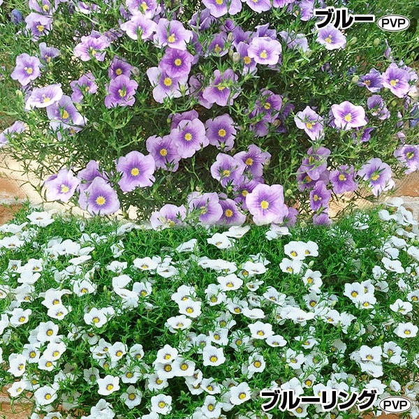 花苗 ニーレンベルギア オーガスタセット 2種4株 PW 花の苗 : 花と緑 花苗 ニーレンベルギア オーガスタセット 2種4株 PW 花の苗 : 花と緑