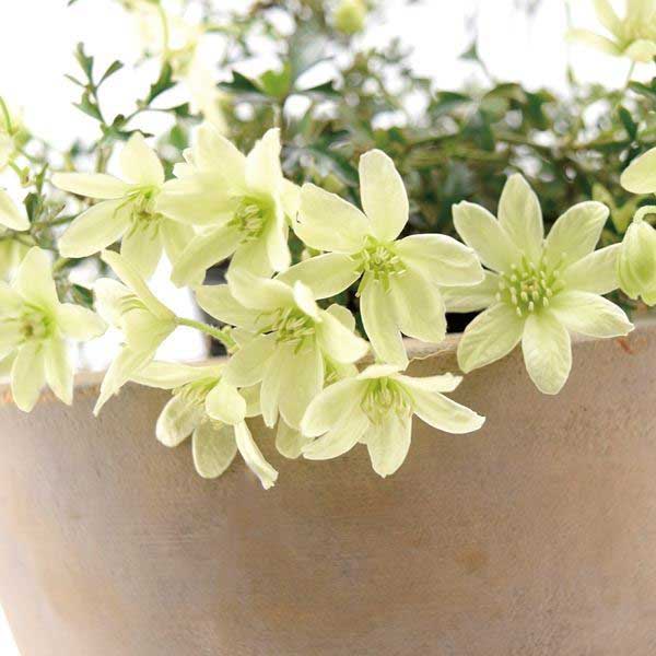 苗 クレマチス 花の人気商品・通販・価格比較 - 価格.com