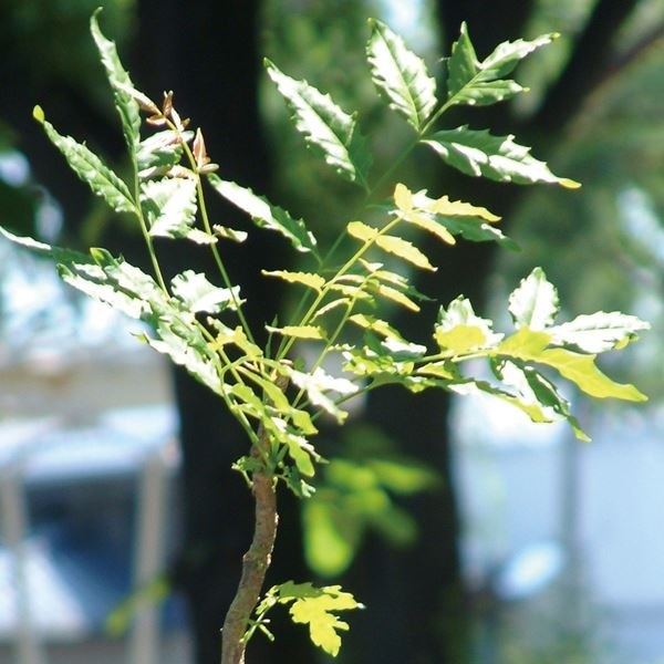 有用植物苗 虫除け植物 ニーム 1株 / 害虫忌避効果 虫よけ 虫除け アザディラクチン 家庭菜園 自家栽培