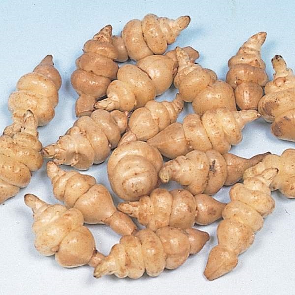 楽天市場】予約受付中▽岩手県産チョロギ 種芋 数量割引あり