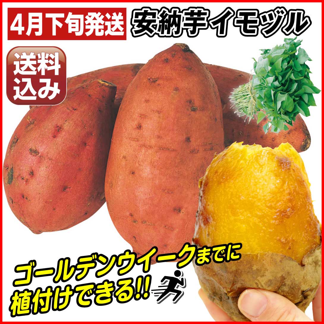 安納芋苗300本