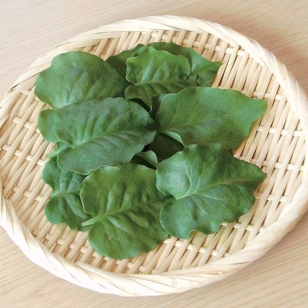 ①「 おかわかめ 」の 苗 ３株【 野菜 苗 】 オカワカメ 雲南百薬 - 植物/観葉植物