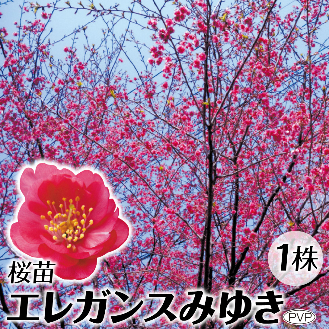 桜苗木の通販 価格比較 価格 Com