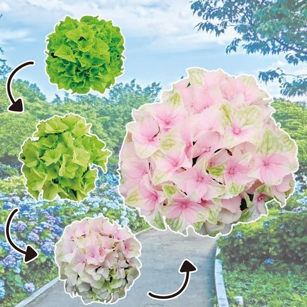 楽天市場】【秋色】アジサイ（紫陽花、あじさい） レモンキス