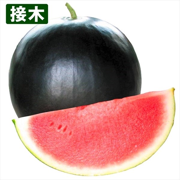 大玉スイカ 苗 接木F1羅皇 2株 接木野菜苗990円 果菜 | 216.139.51.11