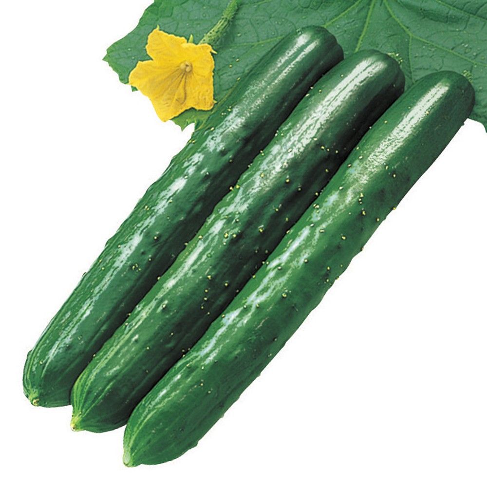 �ږؖ�ؕc �L���E�� �ږ�F1��B�ߐ��� 1��  �ӉZ �₳���Ȃ� �Ȃ� ���؉�