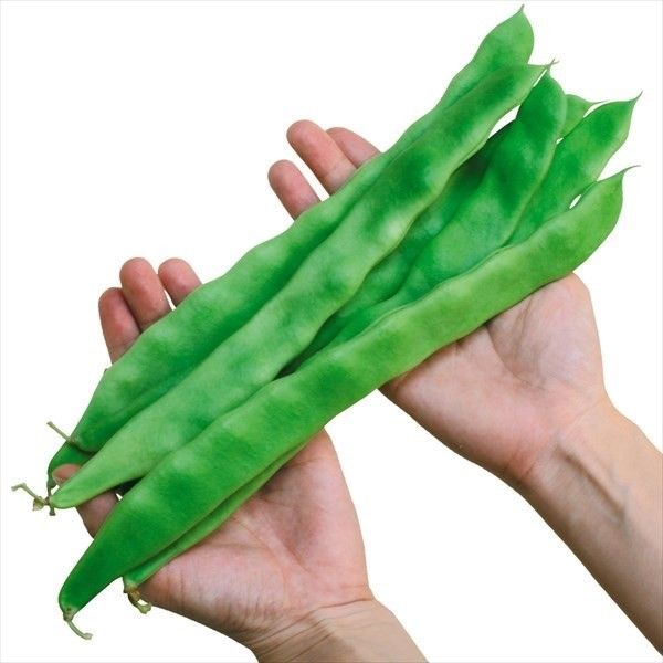 種 野菜たね インゲン おおさや豊 1袋（15ml） やさいの種 国華園 : 花