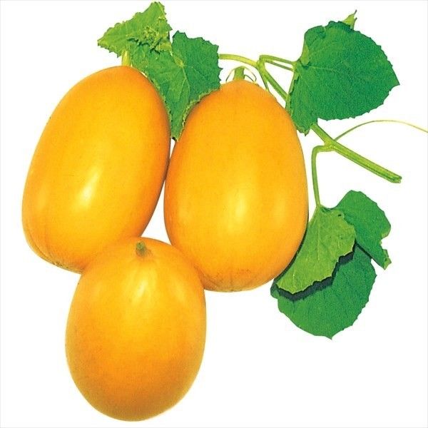 �� ��؂��� �}�N���E�� ���U�܂��키�� 1�܁i1ml�j �₳���̎� ���؉�