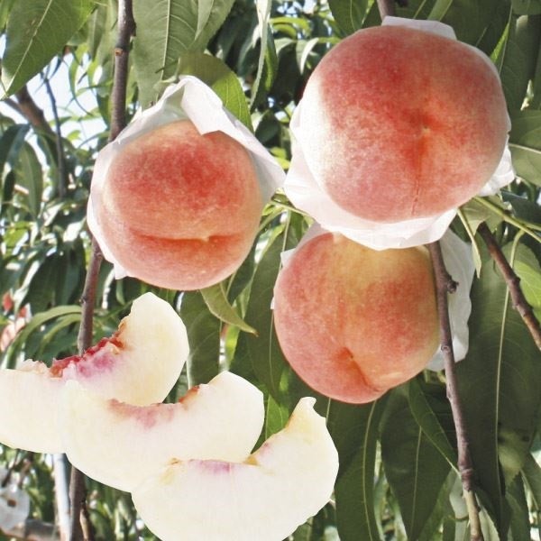 果樹苗 フェイジョア パイナップルジェム 1株 爆買 : 花と緑 国華園