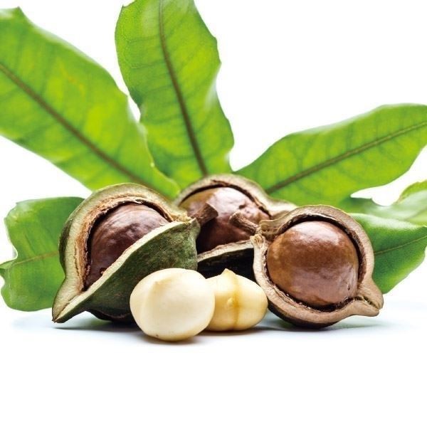 マカダミアナッツ クーパー 1株 トロピカルフルーツ 果樹苗 国華園