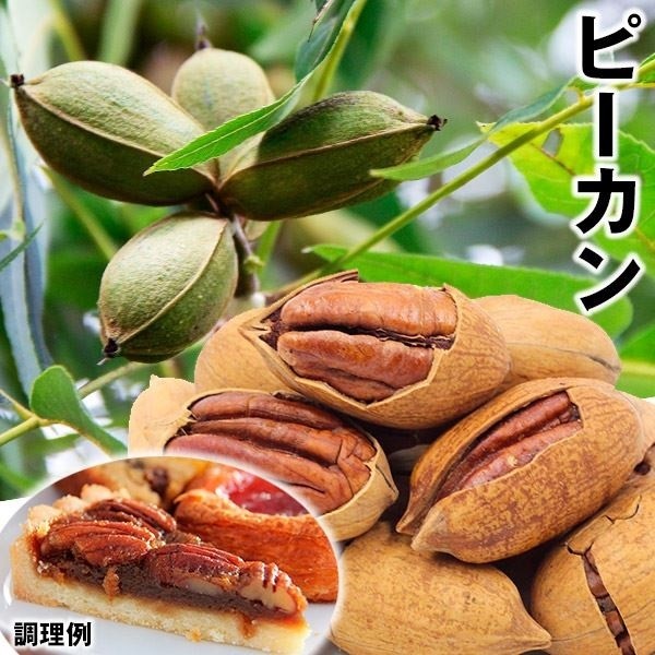 果樹苗 ピーカン ポーニー 1株 : 花と緑 国華園 - 通販 - Yahoo
