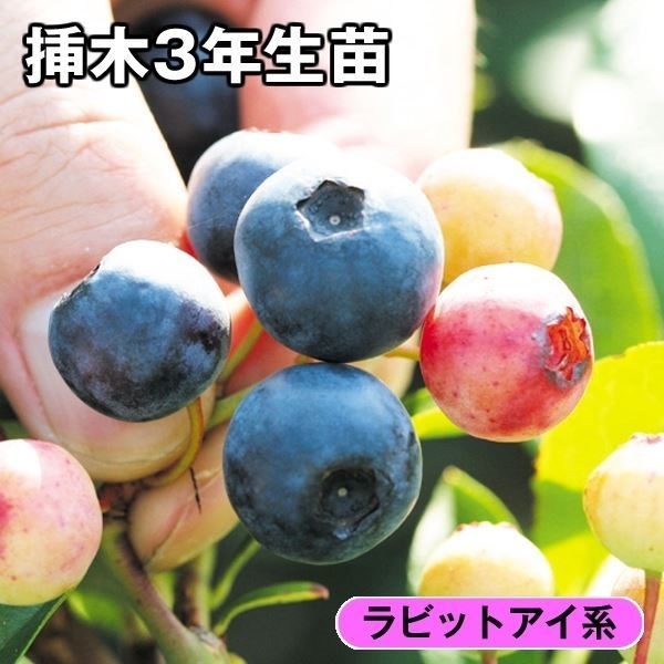 ブルーベリー苗42本セット(パウダーブルー21バルドウィン21) 612NH0AogZL._AC_SY200_QL15_.jpg
