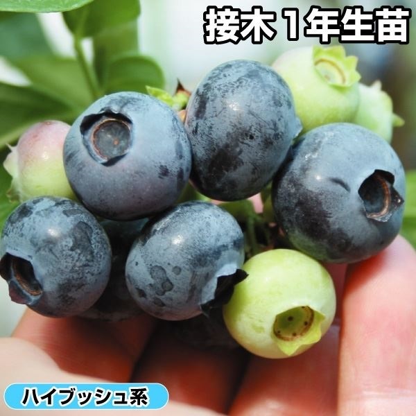 ハイブッシュ系ブルーベリー スパルタンR 接木1年生苗 1株 果樹 ハイブッシュ系ブルーベリー スパルタンR 接木1年生苗 1株 果樹