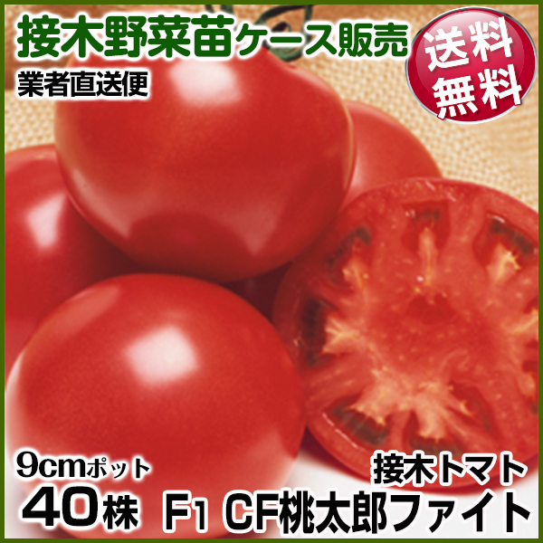 苗 トマトの人気商品・通販・価格比較 - 価格.com