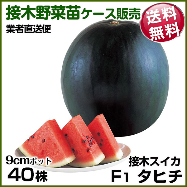 野菜苗ケース販売 スイカ 接木F1タヒチ  1ケース(40株入) 送料無料 /業者直送便 4月発送