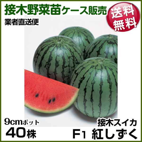野菜苗ケース販売 スイカ 接木F1紅しずく  1ケース(40株入) 送料無料 /業者直送便 4月発送