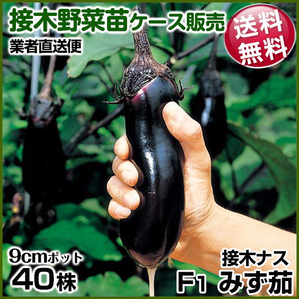 野菜苗ケース販売 ナス 接木F1みず茄  1ケース(40株) 送料無料 /業者直送便 4月発送