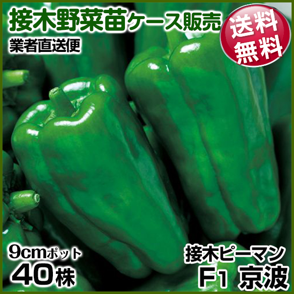 野菜苗ケース販売 ピーマン 接木F1京波  1ケース(40株入) 送料無料 /業者直送便 4月発送