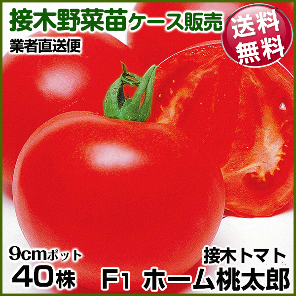 野菜苗ケース販売 トマト 接木F1ホーム桃太郎  1ケース(40株入) 送料無料 /業者直送便 5月発送