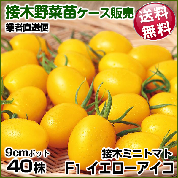 野菜苗ケース販売 トマト 接木F1イエローアイコ  1ケース(40株入) 送料無料 /業者直送便 5月発送