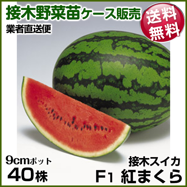野菜苗ケース販売 スイカ 接木F1紅まくら  1ケース(40株入) 送料無料 /業者直送便 5月発送
