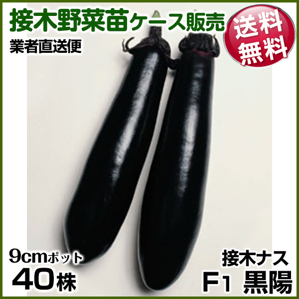 野菜苗ケース販売 ナス 接木F1黒陽  1ケース(40株入) 送料無料 /業者直送便 5月発送