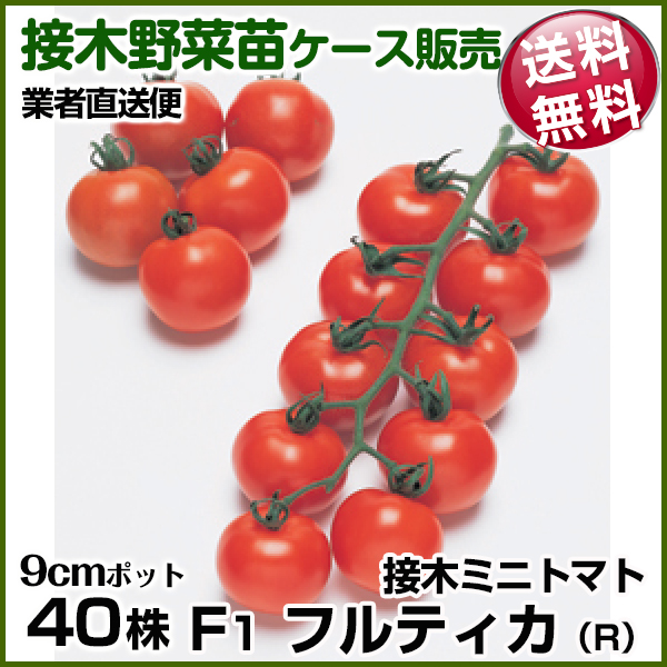 野菜苗ケース販売 トマト 接木F1フルティカR  1ケース(40株入) 送料無料 /業者直送便 6月発送