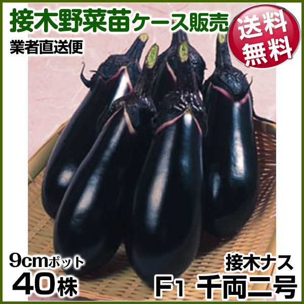 野菜苗ケース販売 ナス 接木F1千両二号  1ケース(40株入) 送料無料 /業者直送便 6月発送