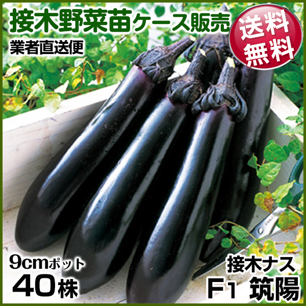 野菜苗ケース販売 ナス 接木F1筑陽  1ケース(40株入) 送料無料 /業者直送便 6月発送