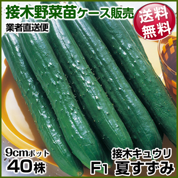 野菜苗ケース販売 キュウリ 接木F1夏すずみ  1ケース(40株入) 送料無料 /業者直送便 6月発送