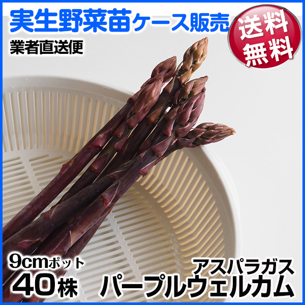 江州音頭様専用 超逸品。エゴノキ本株立3.5M(鉢底から) 江州音頭 超