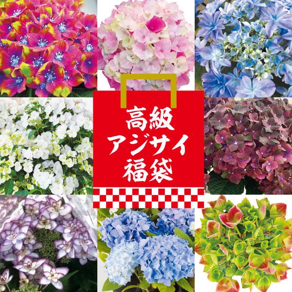 国華園 アジサイ 苗 マジカルラプソディー（品種登録出願中） 1株
