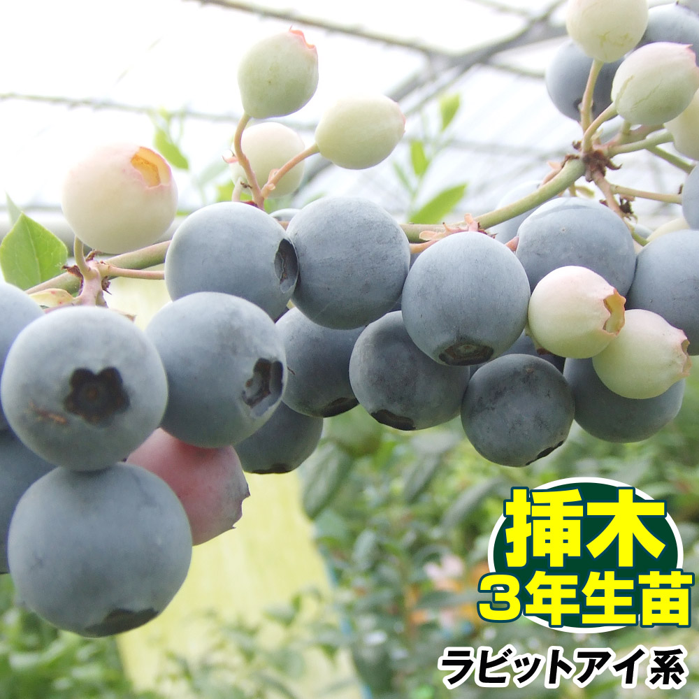 ブルーベリー 苗木 苗 パウダーブルー 挿木3年生苗 1株 ラビットアイ系   ブルーベリーの木 果樹苗 国華園 送料無料