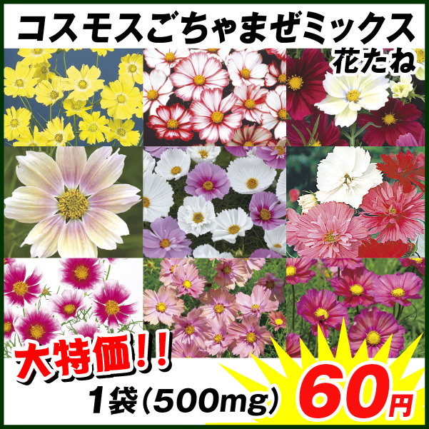 種 花たね コスモスごちゃまぜミックス 1袋(500mg) 【送料グループ：R18E1】｜kokkaen