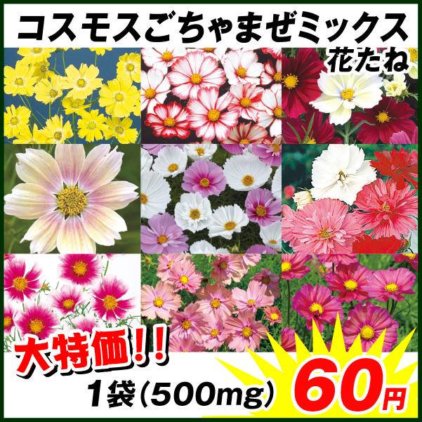 種 花たね コスモスごちゃまぜミックス 1袋(500mg)｜kokkaen
