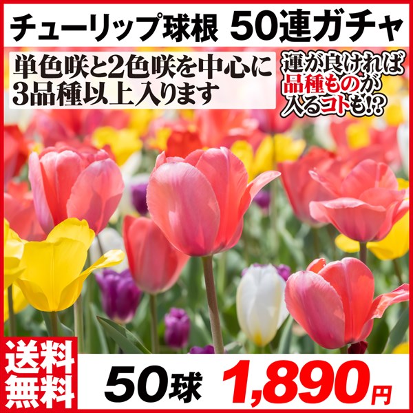 新作人気モデル 激安挑戦中 チューリップ 球根 50連ガチャ 50球 送料無料 限定特価 utubyo.11joho.biz utubyo.11joho.biz