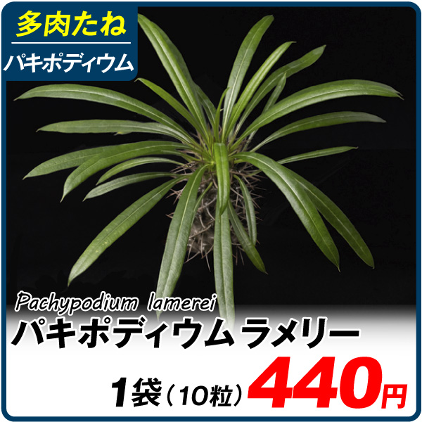 堅実な究極の 多肉植物 たね パキポディウム ラメリー 1袋 10粒 種