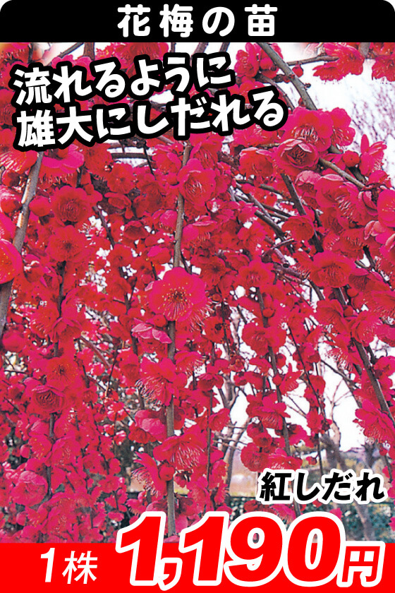 紅しだれ