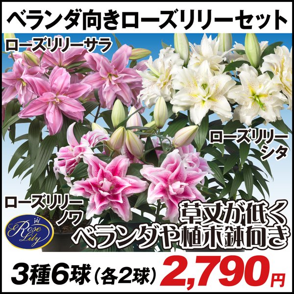 【ご予約品】 種類豊富な品揃え ユリ ベランダ 鉢植え向き 球根 ベランダ向きローズリリーセット3種6球 各2球 オリエンタルリリー 花ユリ utubyo.11joho.biz utubyo.11joho.biz