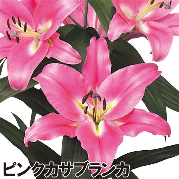 大人気の 花ユリ 球根 特大球ピンクカサブランカ（ラブラドール） 9球 オリエンタルリリー ゆり 百合 きゅうこん ガーデニング 園芸 国華園 