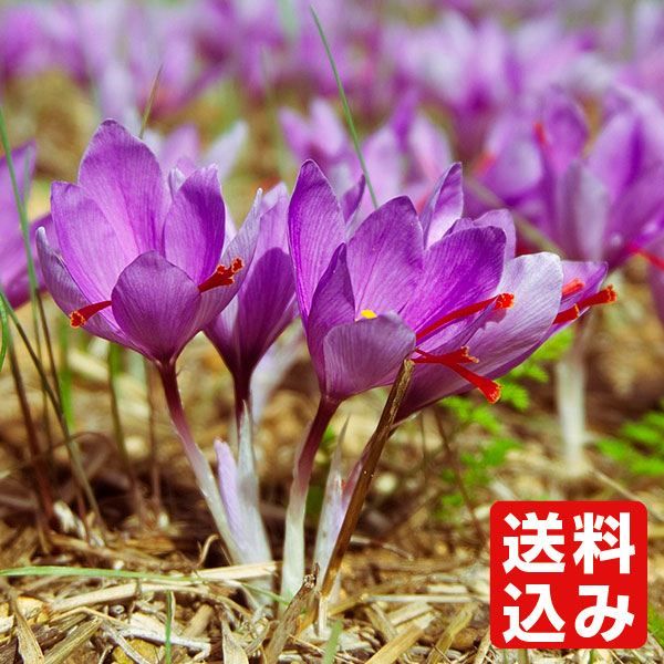 球根 サフラン」の人気商品一覧 | 安い商品を通販サイトから探す