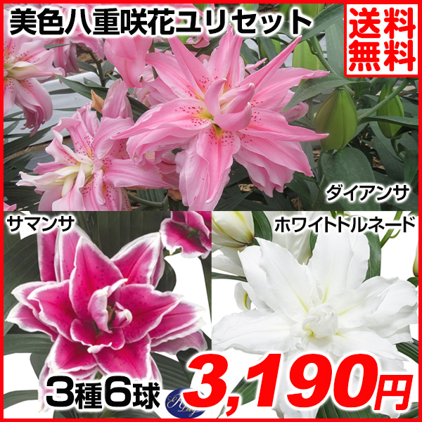 植物 観葉植物 男女兼用 ダイヤモンドリリー球根 特大球含む5球セット Vicm4yd0h0 Humanature Ie