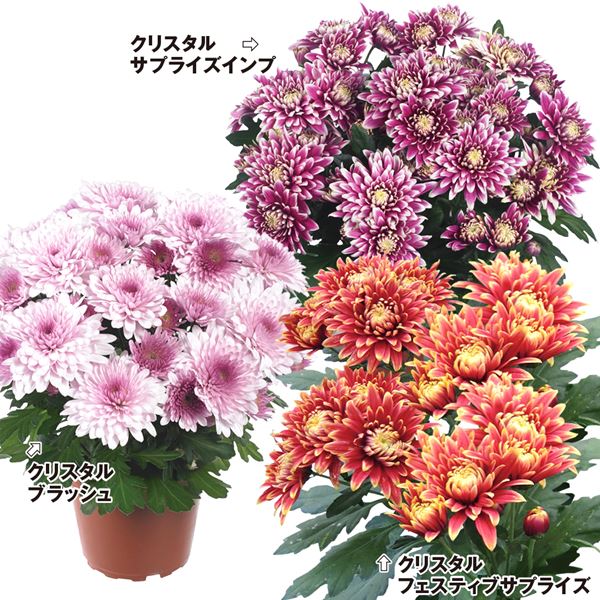 菊 苗 豪華クリスタル菊セット 2種4株 (各2株) 送料無料 花苗 花の苗 切花菊 ゴージャス デコラ咲 ポット苗