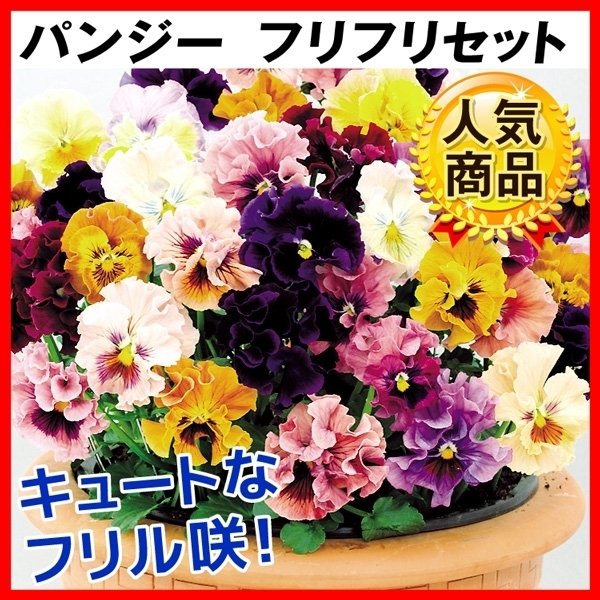 サービス 51%OFF 花苗 パンジー フリフリセット 5種20株 you-plaza.sakura.ne.jp you-plaza.sakura.ne.jp